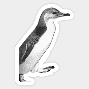 Fairy penguin - black Sticker